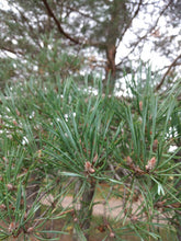 Load image into Gallery viewer, scotch pine needles blue green Esko Duluth Minnesota