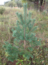 Load image into Gallery viewer, young scotch pine tree growing