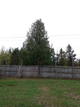 Load image into Gallery viewer, White Cedar- Thuja occidentalis