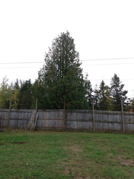 White Cedar- Thuja occidentalis – Hammarlund Nursery