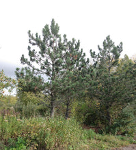 Load image into Gallery viewer, Red Pine- Pinus resinosa