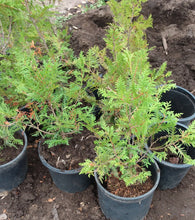 Load image into Gallery viewer, White Cedar- Thuja occidentalis