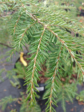 Load image into Gallery viewer, Canadian Hemlock- Tsuga canadensis