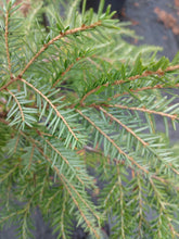 Load image into Gallery viewer, Canadian Hemlock- Tsuga canadensis