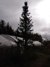 Load image into Gallery viewer, serbian spruce silhouette in Esko Duluth Minnesota