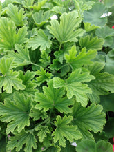 Load image into Gallery viewer, Geranium (Annual)