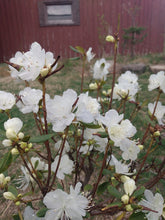 Load image into Gallery viewer, Rhododendron Arctic Pearl