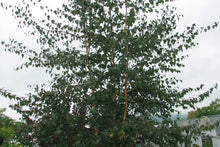 Load image into Gallery viewer, Royal Frost Birch