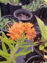 Load image into Gallery viewer, Butterfly Flower Asclepias tuberose