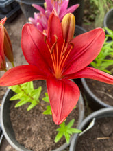 Load image into Gallery viewer, Asiatic Lily Varieties