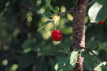 Load image into Gallery viewer, Evans Bali Cherry