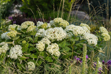 Load image into Gallery viewer, FlowerFull® Smooth Hydrangea