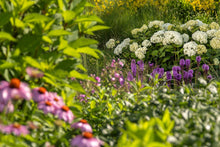 Load image into Gallery viewer, FlowerFull® Smooth Hydrangea