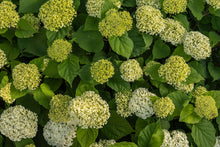 Load image into Gallery viewer, FlowerFull® Smooth Hydrangea