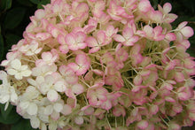Load image into Gallery viewer, Bobo Hydrangea