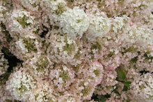 Load image into Gallery viewer, Bobo Hydrangea