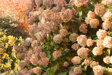 Load image into Gallery viewer, Limelight Hydrangea