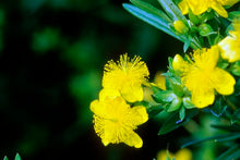 Load image into Gallery viewer, St. John's Wort Ames Kalm
