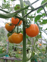 Load image into Gallery viewer, Sun Sugar Gold Cherry Tomato Start
