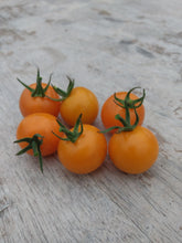 Load image into Gallery viewer, Sun Sugar Gold Cherry Tomato Start