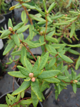 Load image into Gallery viewer, Bog Labrador Tea - Rhododendron groenlandicum