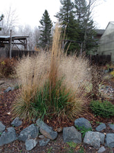 Load image into Gallery viewer, Karl Forester Feather Reed Grass