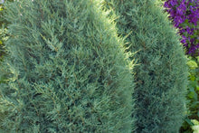 Load image into Gallery viewer, Medora Juniper