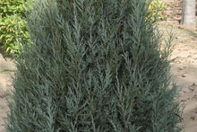 Load image into Gallery viewer, Medora Juniper