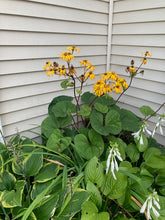 Load image into Gallery viewer, Ligularia "Desdemona" Golden Groundsel