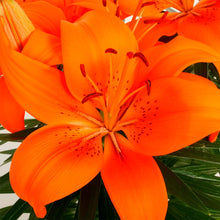 Load image into Gallery viewer, Asiatic Lily Varieties