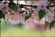 Load image into Gallery viewer, Pink Spires Crabapple