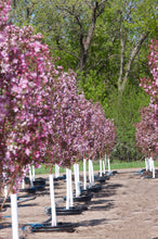 Load image into Gallery viewer, Pink Spires Crabapple