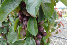 Load image into Gallery viewer, Red Splendor Crabapple