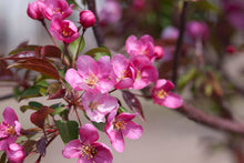 Load image into Gallery viewer, Red Splendor Crabapple