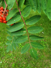 Load image into Gallery viewer, Showy Mountain Ash- Sorbus decora