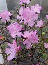 Load image into Gallery viewer, Rhododendron PJM
