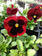Load image into Gallery viewer, Pansy Delta