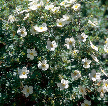 Load image into Gallery viewer, McKays White Potentilla
