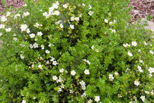 Load image into Gallery viewer, McKays White Potentilla