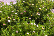 Load image into Gallery viewer, Pink Beauty Potentilla