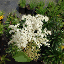 Load image into Gallery viewer, Queen of the Meadow