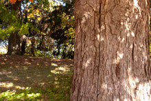 Load image into Gallery viewer, White Oak