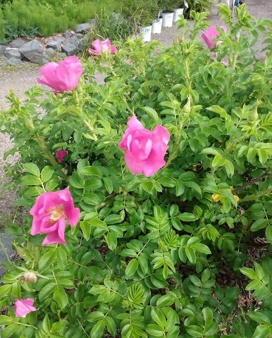 Rugosa Rose – Hammarlund Nursery