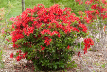 Load image into Gallery viewer, Electric Lights Azalea