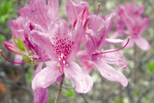 Load image into Gallery viewer, Azalea 'Lilac Lights'