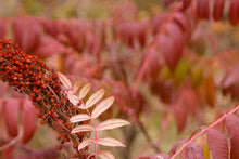 Load image into Gallery viewer, Smooth Sumac- Rhus glabra