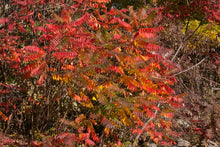 Load image into Gallery viewer, Smooth Sumac- Rhus glabra