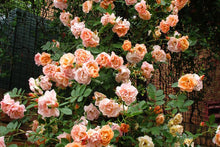 Load image into Gallery viewer, Above and Beyond Climbing Rose