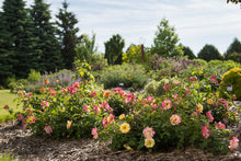 Load image into Gallery viewer, Campfire Rose