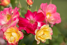 Load image into Gallery viewer, Campfire Rose